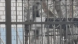 На улице Бирюзова в Рязани 24 марта нашли висящее на дереве тело 56-летнего мужчины