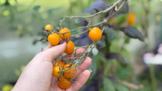 Помидоры на раз: какие сорта разочаровали и почему я больше не буду их выращивать. Честный список 