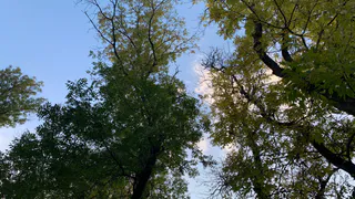 В Рязанской области высадили молодой лес на площади 884 гектара