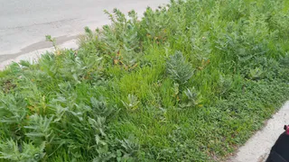 В Магнитогорске на улице Галлиулина обнаружена опасная растительность