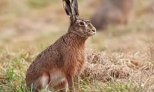 В Пензенской области начался прием заявлений на добычу зайца и лисы