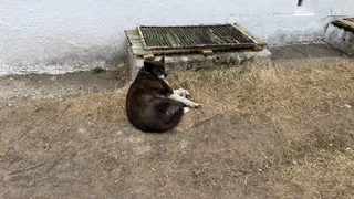 Прокуратура устроила проверку после нападения собаки на школьниц в Шумерле