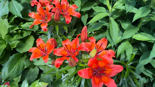 Цветок с характером: лилия не прощает даже малейших ошибок с водой – вот как надо ухаживать