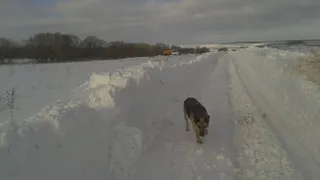 В Рязанской области биоотходы сливают прямиком в поле