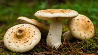 Как найти место, где обитают грузди: опытный грибник покажет вам самые грибные места, откуда уходят с полными корзинами