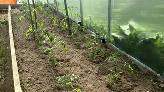 Высаживаю огурцы «елочкой», как тетка научила: места уходит мало, а собирать – легче