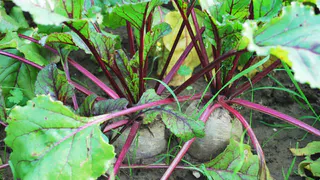 Перед посадкой свеклы — обязательно: кидаю 2 горсти в почву — и корнеплод вырастет ровным, крупным и сладким 