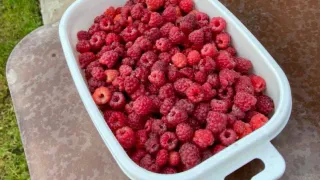 По 5 литров под корень: после такой подкормки соберете 8 кг малины с одного куста