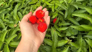 Кладу 1 охапку в лунку при посадке малины — кусты растут мощными, ягоды крупнее, а поросли вдвое меньше