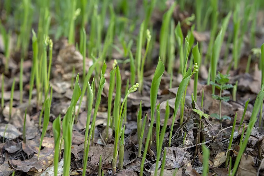 Май на даче: что нужно сделать в саду и огороде для успешного сезона
