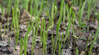 Май на даче: что нужно сделать в саду и огороде для успешного сезона