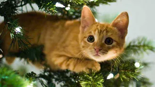 Спасатели посоветовали, как отпраздновать Новый год максимально безопасно