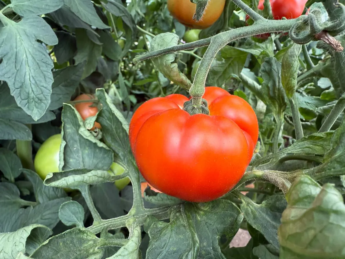 Не томат, а настоящий "крутыш": сразу 10 штук на кисти, урожай до 9,5 кг с 1 метра

