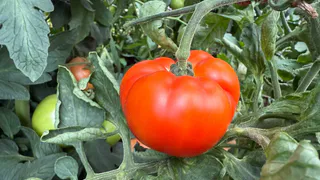15 самых убийственно сладких томатов: огородники охотятся за ними как за золотом, а семена сметают за часы - холод ни по чем