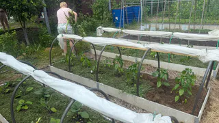 Что теперь всегда сажаю в июне: 6 культур, которые спасут пустующие грядки