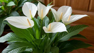 1 грамм на 1 литр — и спатифиллум утонет в облаке цветов: листва и бутоны будут лезть как ужаленные — мощная подкормка