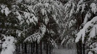 В рязанском регионе охотники за осенне-зимний сезон добыли свыше 500 лосей