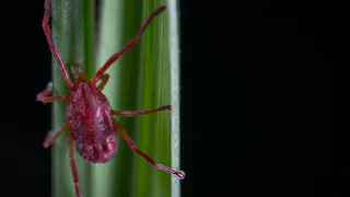 Клещи продолжают атаковать: за неделю паразиты покусали 162 рязанца