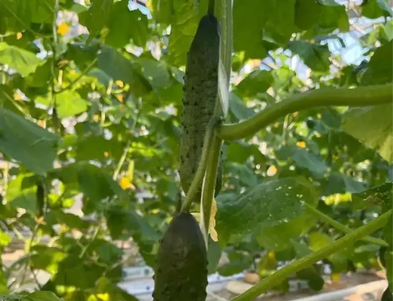 Огурцам после высадки — идеально: использую "народную" подкормку, и от плодов спасения нет