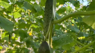 Огурцам после высадки — идеально: использую "народную" подкормку, и от плодов спасения нет