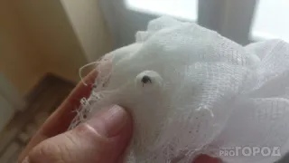 Клещи покинут вас навсегда: самое простое средство дает удивительный результат