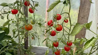 Мудрые дачники сажают только эти помидоры - 9 лучших сортов и гибридов: и для теплиц, и для открытого грунта