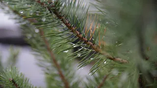 Старая лиственница под Магнитогорском может получить звание "Дерево России"