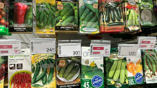 Урожай, который не подводит — уход минимальный: теперь покупаю этот сорт огурцов каждый сезон