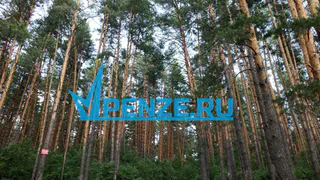 В Пензенской области более 200 детей пострадали от укусов клещей