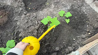 Лью это под корень в июле: огурцы снова растут бодро, становятся крупнее и не желтеют даже в жару