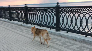 В Чебоксарах пройдет «Парад собак»