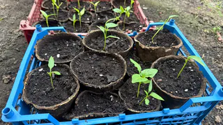 Всего 1 капля запускает мощный рост моей рассады: хитрость, которой многие дачники не пользуются