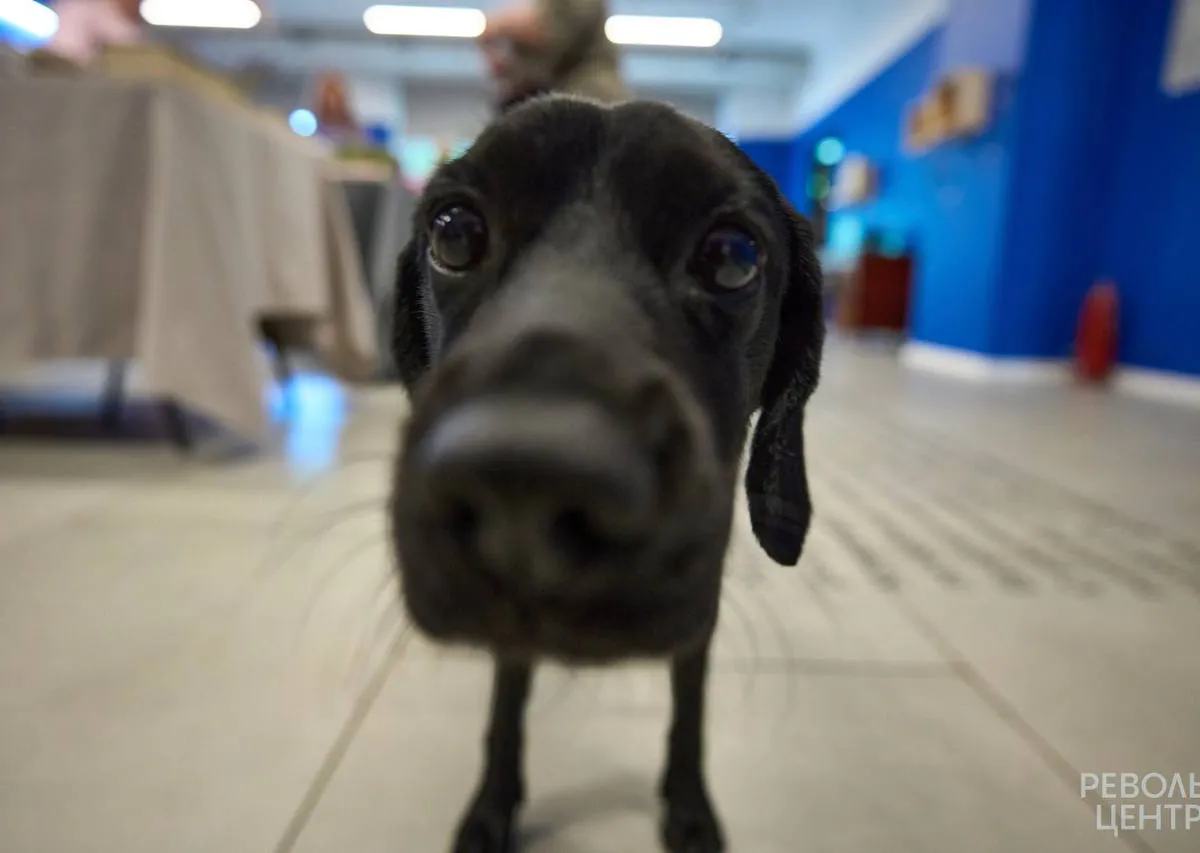 Магнитогорский приют для животных приглашает горожан на День открытых дверей: бездомных животные в отдают в добрые руки