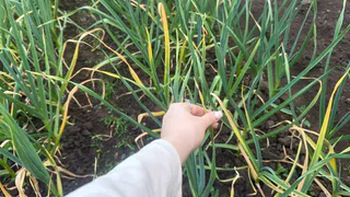 Трачу 3 минуты на большую грядку — и стрелки чеснока все удалены: урожайность повысится на 50%