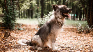 Дай лапку: пушистые четвероногие в поисках нового дома