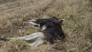 В Пензенской области разыскивается браконьер, который убил лося