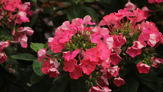 Розы никто не заметит на фоне этой красавицы: многолетник, который сделает клумбы пышными облаками из цветов — радоваться будете все лето