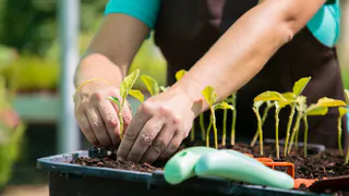 Всего 1 чайная ложка: рассада перца станет толстой через 3 дня