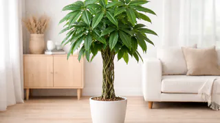 Поставила это растение не в тот угол — богатство прошло мимо: важный нюанс по фэн-шую