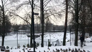 Во Владимирской области оставшиеся зимовать утки выпрашивают еду у людей