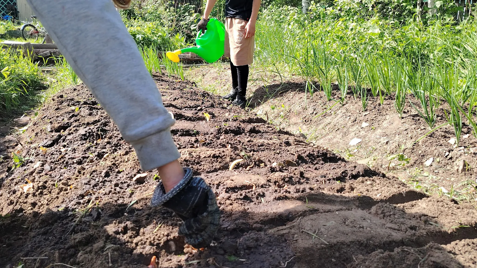 Грядка после чеснока — золотая жила: 3 культуры, которые успевают созреть до осенних холодов