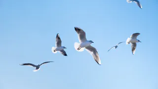 Житель Коми спас чайку с перебитым крылом и нашёл ей приют на всю жизнь