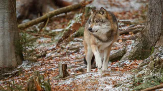 В Коми каждому убившему волка охотнику разрешат вне очереди добыть лося