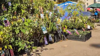 Во Владимире остановили торговлю незаконными сортами фруктовых саженцев и гибридов