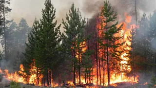 В Рязанской области 25 августа площадь лесных пожаров увеличилась до 15,2 тысячи гектаров