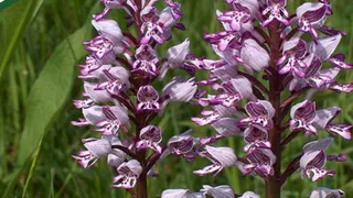 В Пензенской области появился новый памятник природы, где растут редкие виды растений