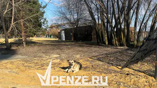 В Пензенской области с начала 2025 года выявлено 12 случаев бешенства у животных