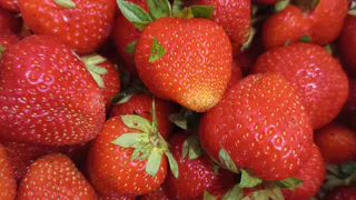 Решилась поехать на финское "клубничное рабство" - вот как все прошло на самом деле. Честный отзыв россиянки 