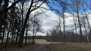 Рязанцы недовольны дорожками из опилок в Солотче