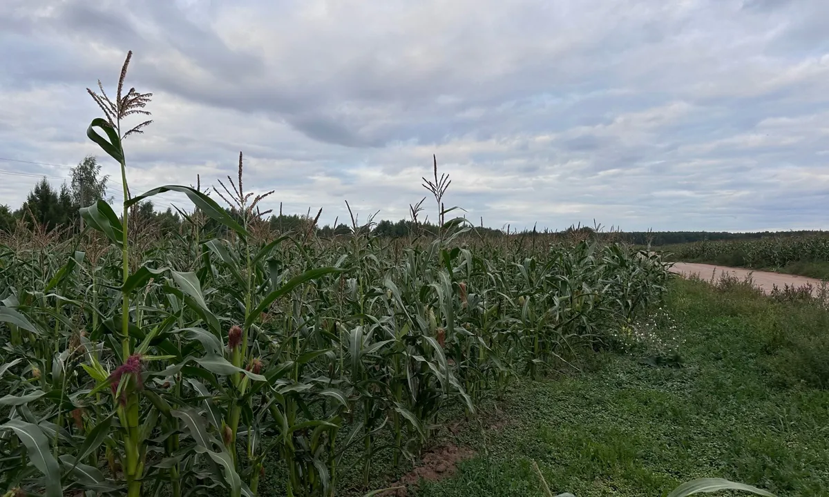 Многодетные семьи Набережных Челнов обратились к Владимиру Путину с видеопросьбой 
